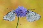Aporie-cratagei_DSC1734