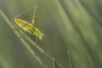 Macro_Lug2024_1