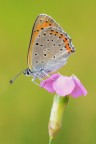 Lycaena alciphron