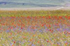 fioritura