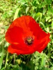 Questo fiore  stato sempre il mio preferito!