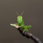 piccola cavalletta II piccola cavalletta II