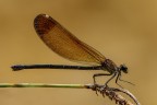 Calopteryx haemorrhoidalis