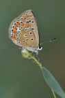 Licenide