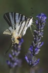 Podalirio_E_lavanda_Lug2024_5