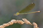 Dorata nella luce dorata