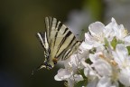 Primavera 02