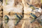 Il-bagnetto-delle-cinciarelle_DSC02490