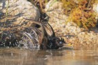 Storno-al-bagno_DSC09101