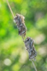 Dyspessa-ulula_DSC00120