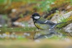 Cinciallegra-al-bagno_DSC03848