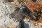 Pigliamosche-in-volo_DSC03258