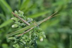 Acrida ungarica
