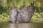 Sparviere Bagno foto 2