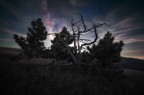 albero in notturna sui monti sibillini