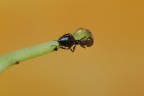 Formica assetata