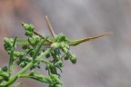 Acrida ungarica