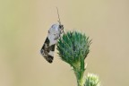 Acontia lucida