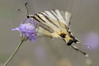 Scatto a mano libera  F3.2  1/2500 di sec.  r6mark2  100mm Leggero crop 

[url=https://postimg.cc/DSc0jDgq][img]https://i.postimg.cc/DSc0jDgq/D5-A6944-copia.jpg[/img][/url]