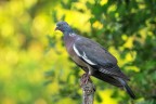 Colombaccio_DSC04461
