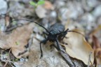 Morimus asper