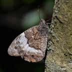 Hipparchia fagi