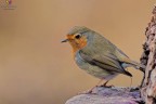 Robin...