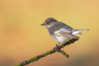 Balia-nera_DSC04727