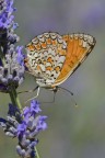 Melitae in alimentazione