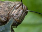 Locusta