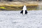 Orca