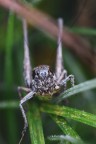 https://www.flickr.com/photos/giovanniq/54005383029/in/dateposted-public/