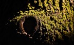 Occhio arboreo
