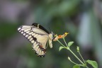 farfalla