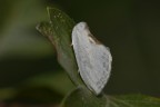 Piccola falena