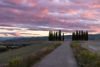 I cipressi della Val d'Orcia