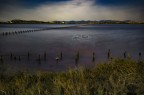 Dallo stagno di Molentargius con le annesse saline si  estratto il sale da circa 3000 anni... fino al 1984, quando una tracimazione di acque inquinate ha segnato l'arresto e poi l'oblio delle saline. Oggi i sardi importano il sale dalla Sicilia... e l'urlo di Molentargius si ode ogni giorno pi forte.