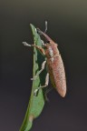 Lixus pulverulentus