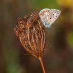solitaria