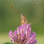 Licenide