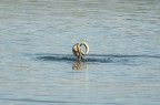 Naturalistica_Sabaudia_LT_Ott2024_5