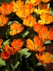 arancione