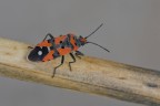 Lygaeus equestris