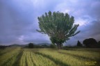 Nella foto fra albero e striscie del grano si nota una leggera composizione a spirale