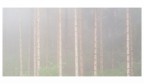 la nebbia nel bosco