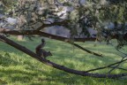 Nel parco di Villa Litta, Lainate