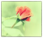 rosa ...rosae...