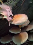 Da cellulare in automatico.

Non sono un fotografo naturalista, ma solo un "camminatore carsico", che porta sempre con s il cellulare (come in questo caso) o la macchina fotografica (pi raramente) ma la composizione e la luce mi parevano adatte per uno scatto. Non so neanche che tipo di funghi sia (c' qualcuno che sa dirmelo, per favore?).
Commenti personali e suggerimenti tecnici graditi.
Furyo