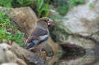 Frosone_DSC07568