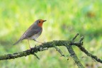 Pettirosso_DSC07478